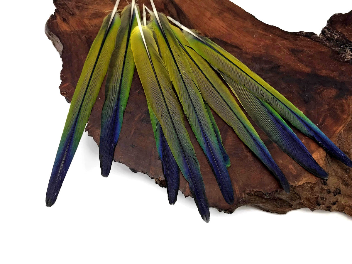 4 Pieces - Tri Color Blue Green Ombre Conure Parrot Pointed Tail Feathers - Rare-