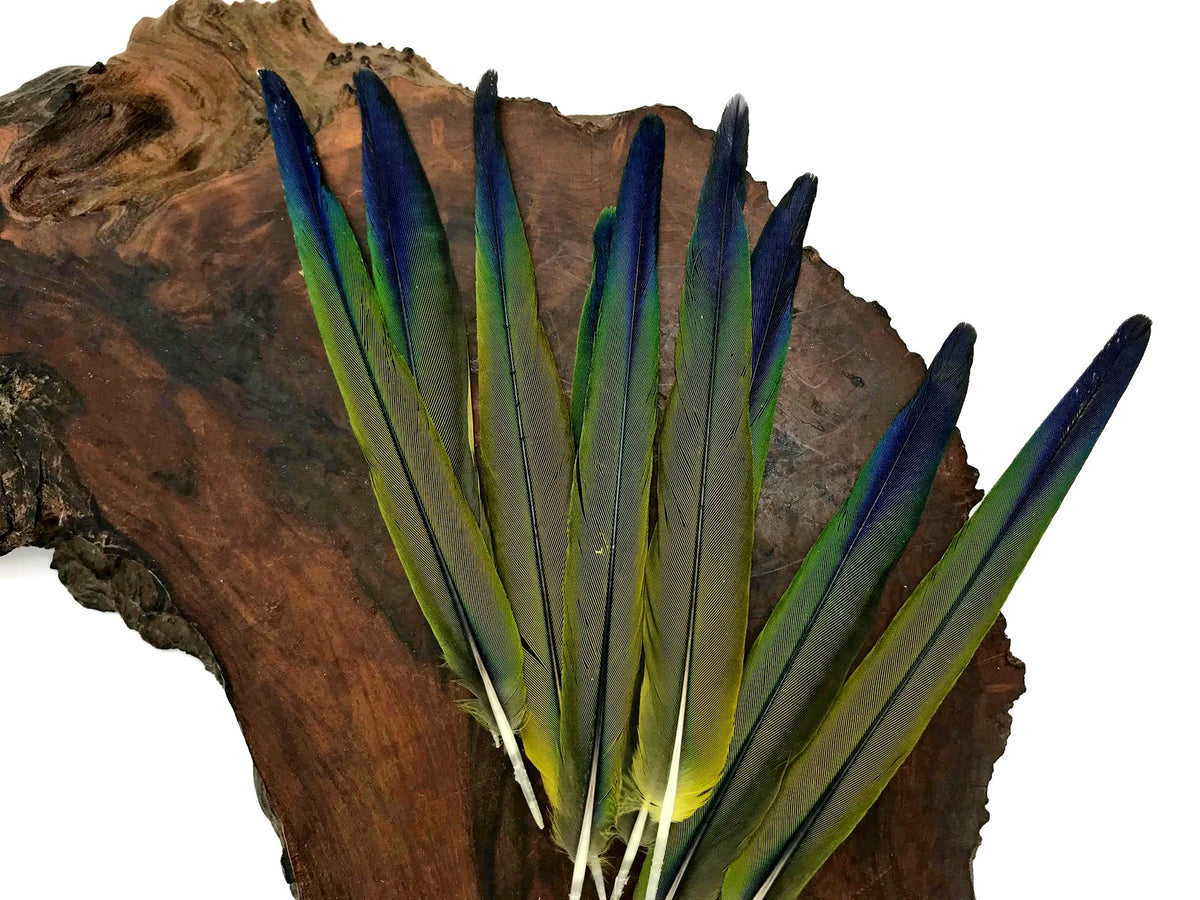 4 Pieces - Tri Color Blue Green Ombre Conure Parrot Pointed Tail Feathers - Rare-