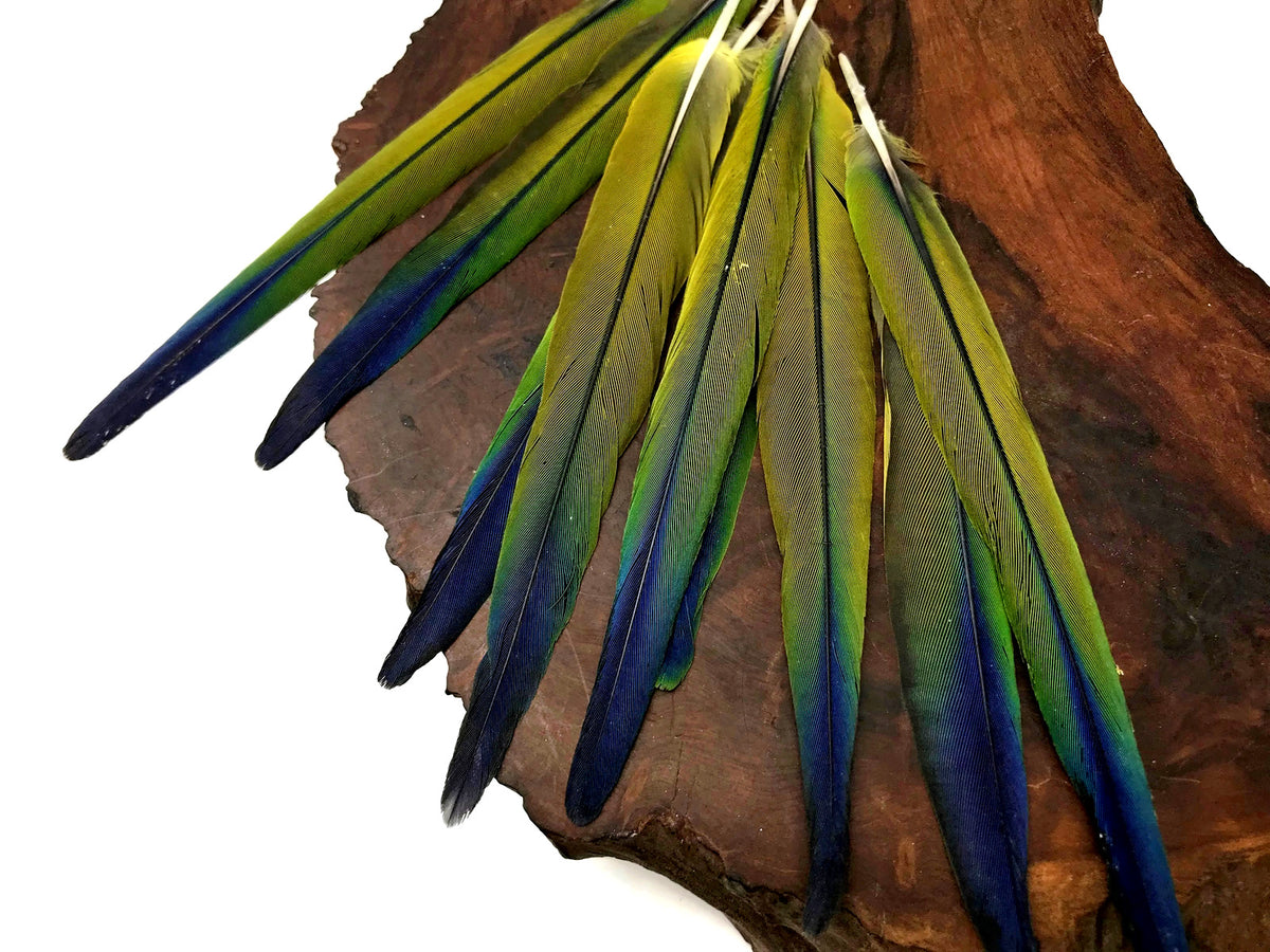 4 Pieces - Tri Color Blue Green Ombre Conure Parrot Pointed Tail Feathers - Rare-