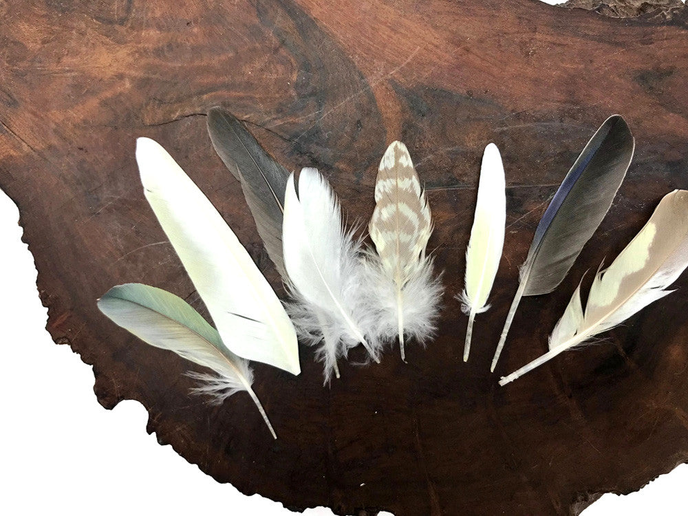 6 Pieces - Small Yellow And Black Cockatiel Wing and Body Feathers