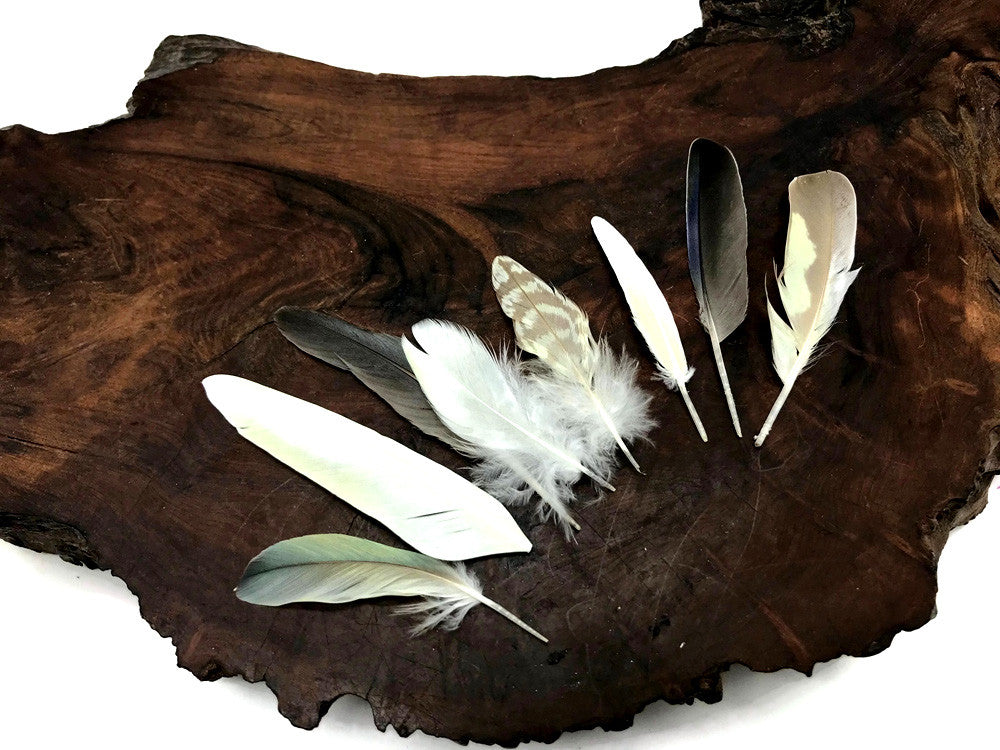 6 Pieces - Small Yellow And Black Cockatiel Wing and Body Feathers