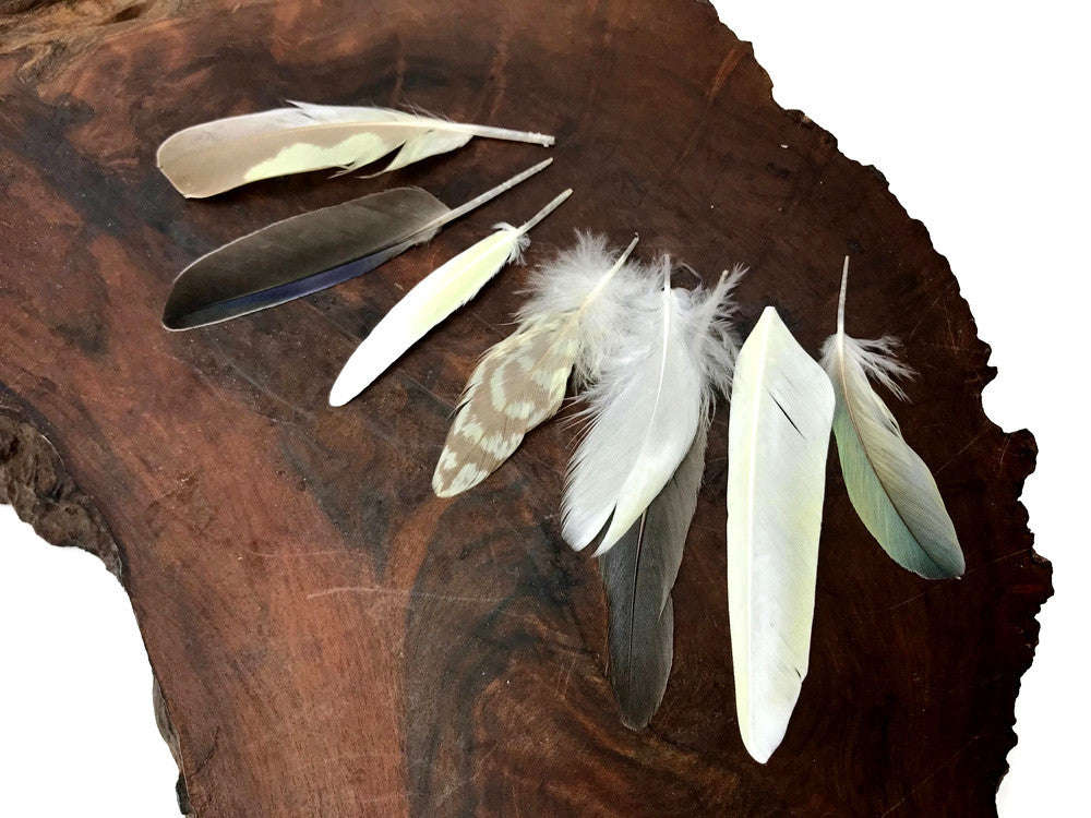 6 Pieces - Small Yellow And Black Cockatiel Wing and Body Feathers