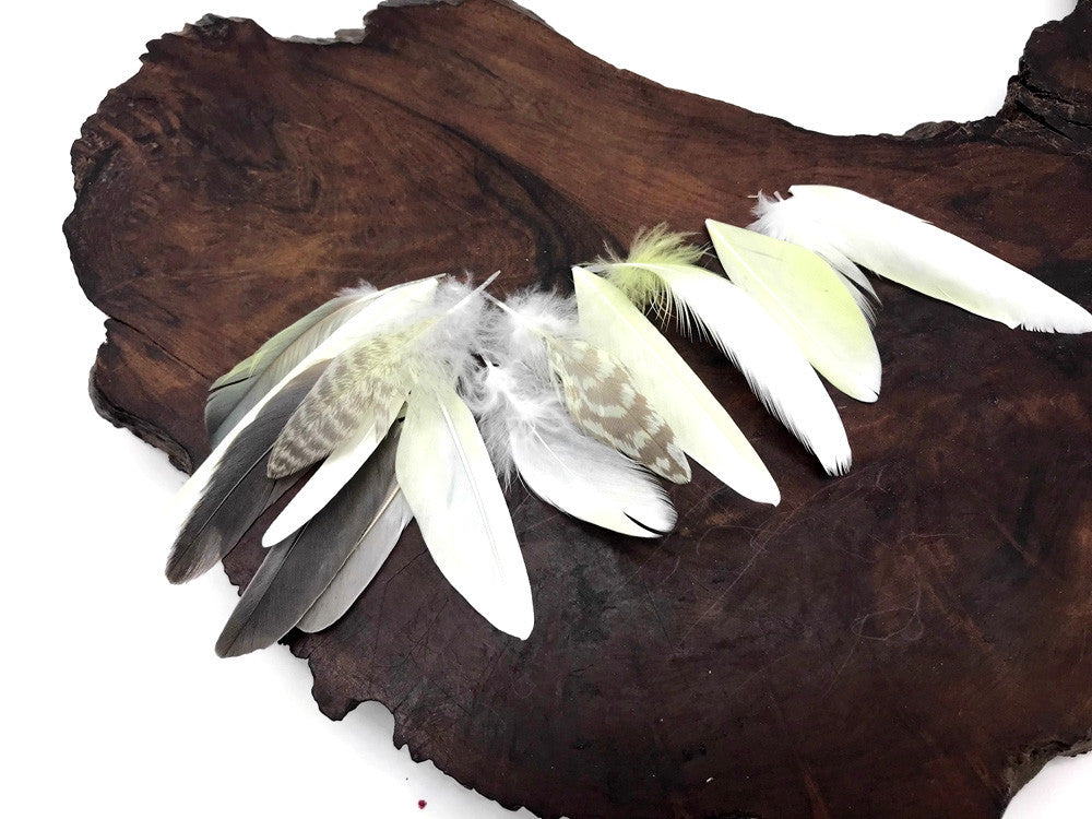 6 Pieces - Small Yellow And Black Cockatiel Wing and Body Feathers