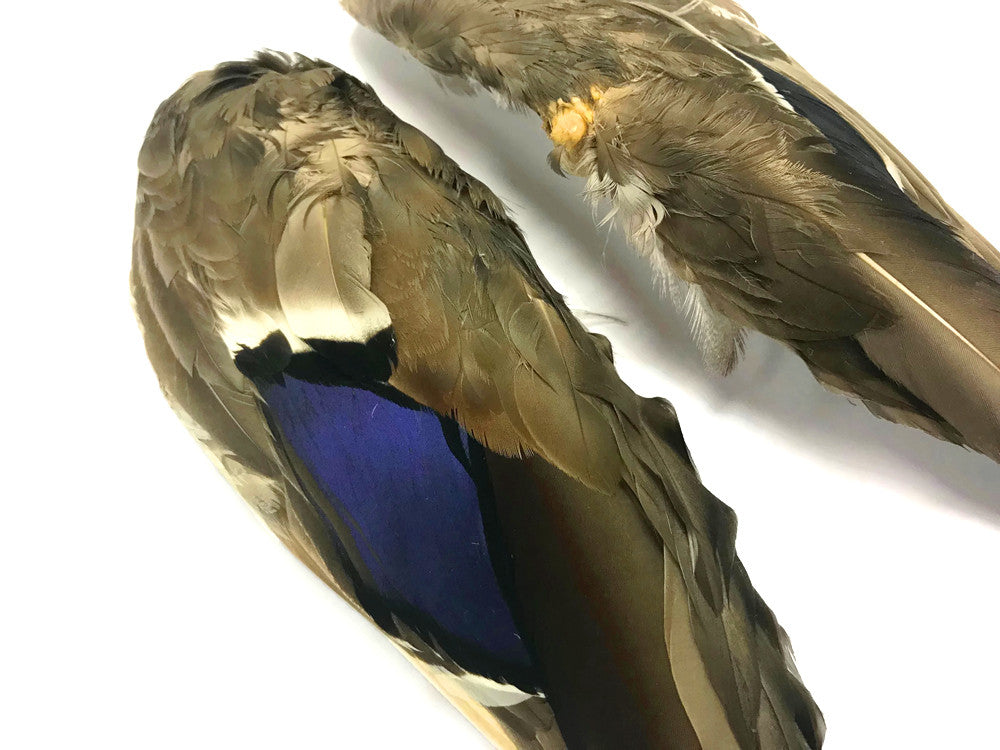 1 Pair - Iridescent Blue Complete Mallard Duck Wing Feather Set