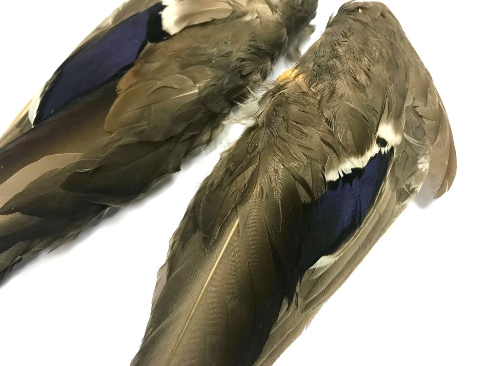 1 Pair - Iridescent Blue Complete Mallard Duck Wing Feather Set