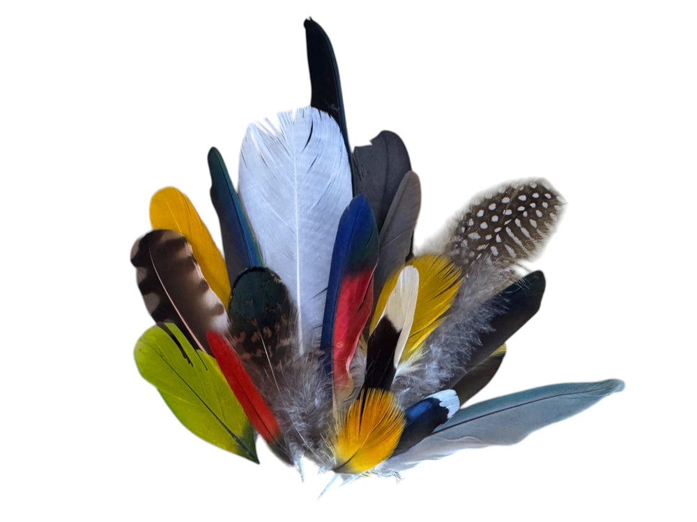 Collection 115 - Mix Random Exotic Feather Sample Pack (Bulk)
