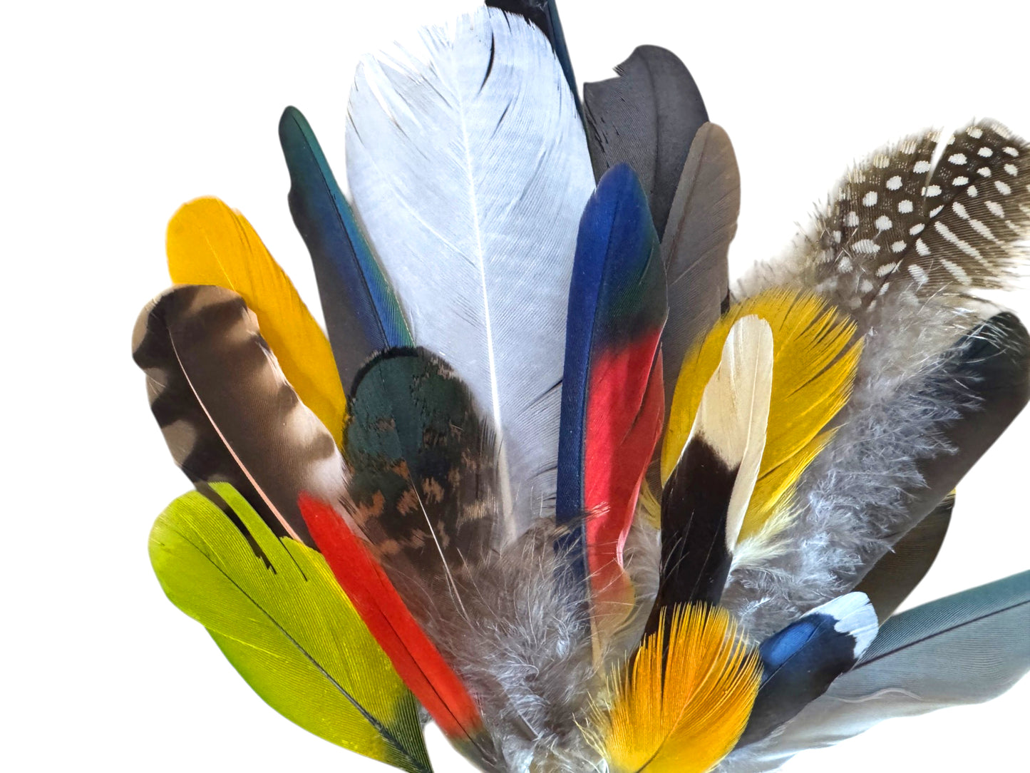 Collection 115 - Mix Random Exotic Feather Sample Pack (Bulk)
