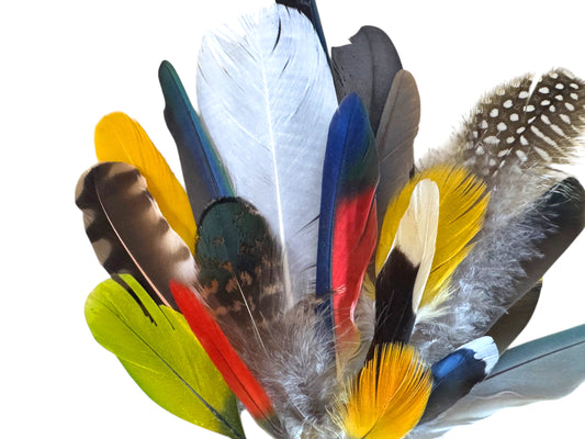 Collection 115 - Mix Random Exotic Feather Sample Pack (Bulk)
