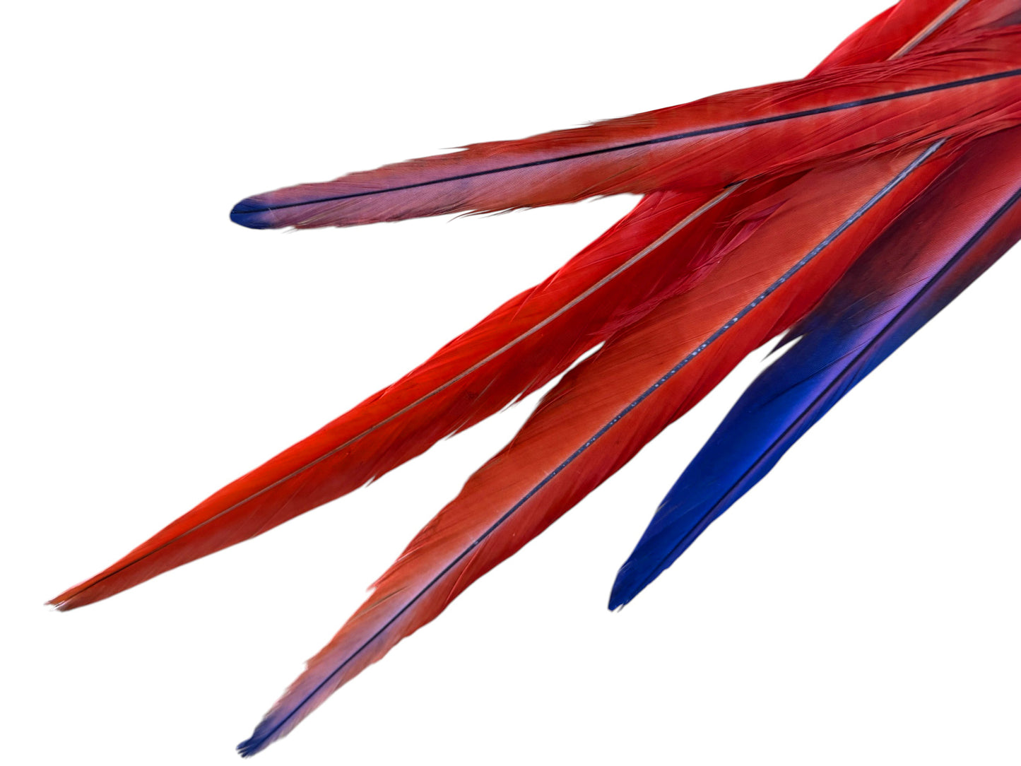 Set of 4 Tails Feathers - 18 - 24" Iridescent Scarlet Macaw Long Tail Feather Set - Rare-