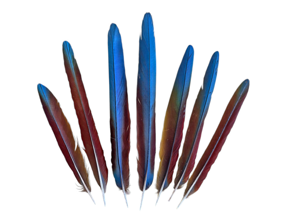 Set of 7 - 10-16" Super Rare Tri Color Ombre Hybrid Macaw Side Tail Feathers - Rare-