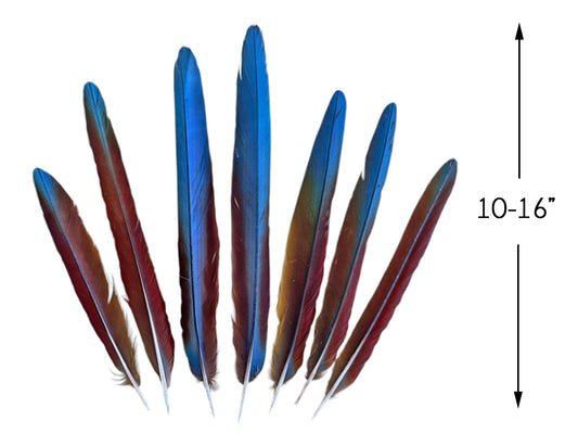 Set of 7 - 10-16" Super Rare Tri Color Ombre Hybrid Macaw Side Tail Feathers - Rare-