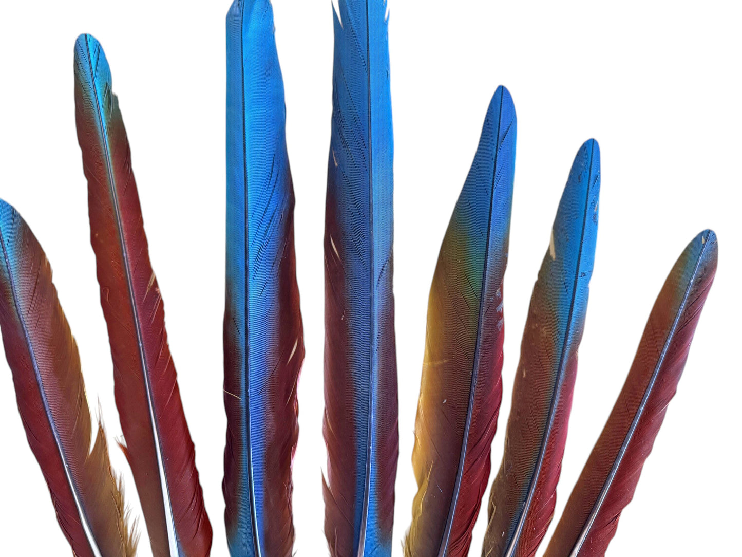 Set of 7 - 10-16" Super Rare Tri Color Ombre Hybrid Macaw Side Tail Feathers - Rare-