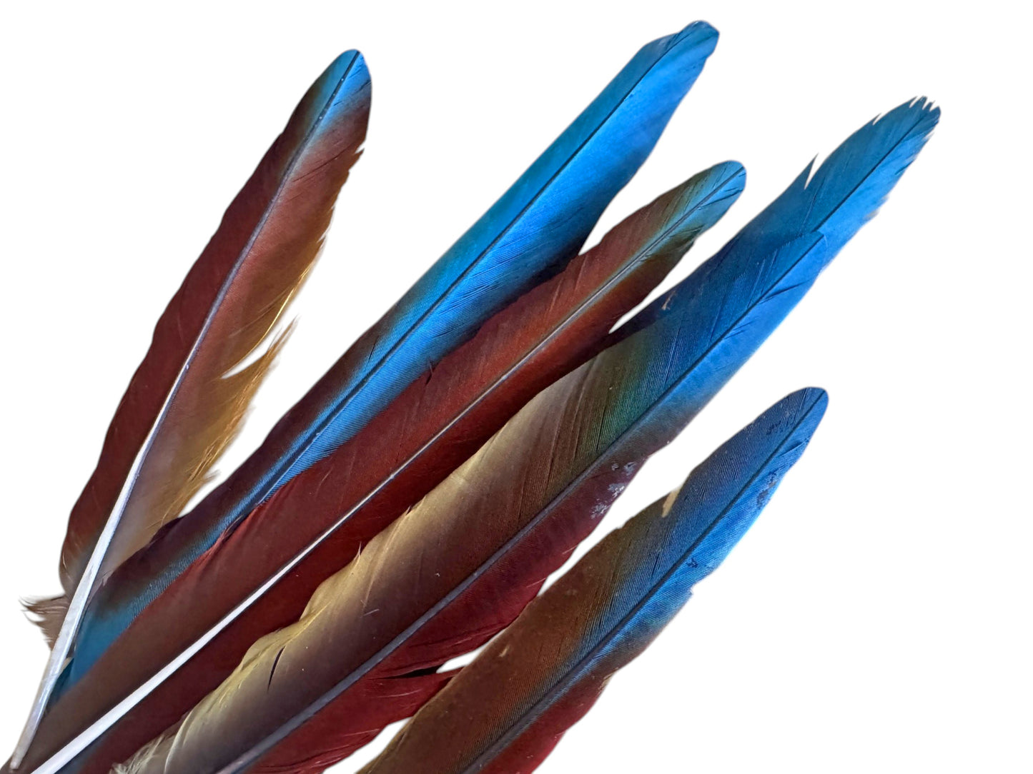 Set of 7 - 10-16" Super Rare Tri Color Ombre Hybrid Macaw Side Tail Feathers - Rare-