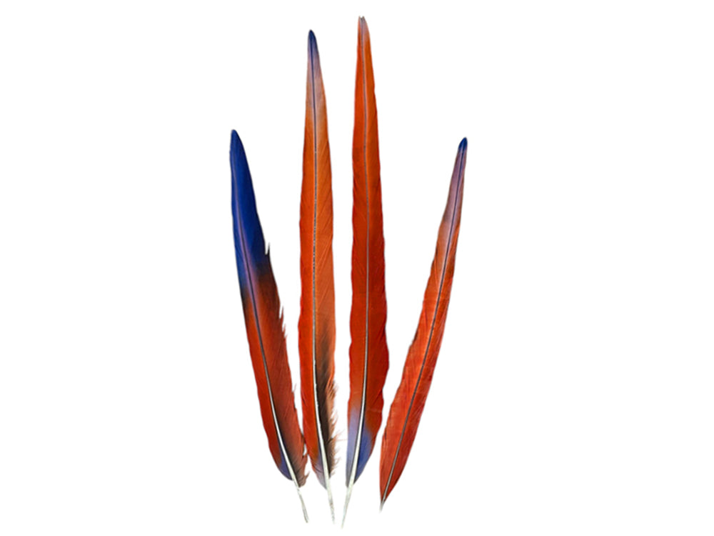 Set of 4 Tails Feathers - 18 - 24" Iridescent Scarlet Macaw Long Tail Feather Set - Rare-
