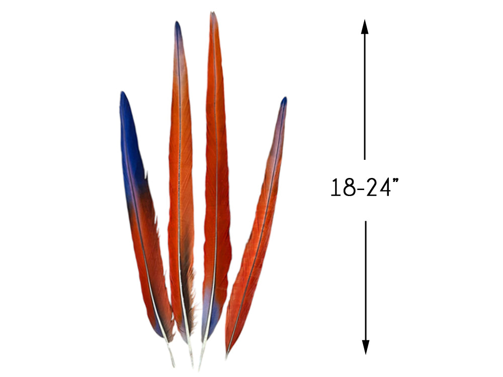 Set of 4 Tails Feathers - 18 - 24" Iridescent Scarlet Macaw Long Tail Feather Set - Rare-