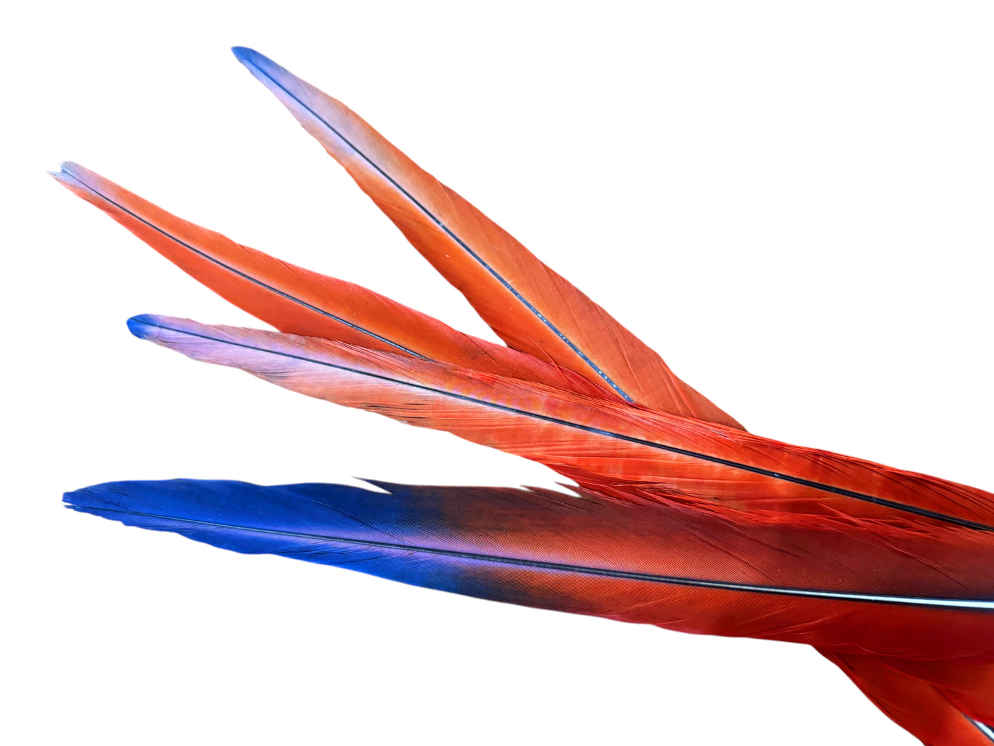 Set of 4 Tails Feathers - 18 - 24" Iridescent Scarlet Macaw Long Tail Feather Set - Rare-