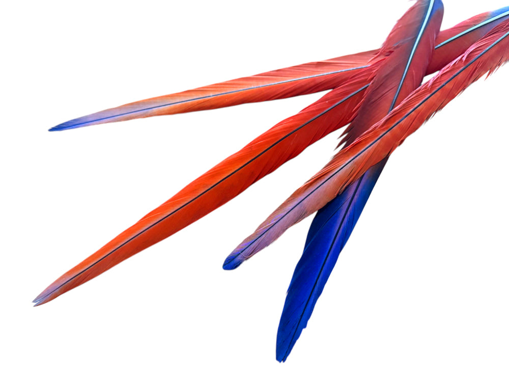 Set of 4 Tails Feathers - 18 - 24" Iridescent Scarlet Macaw Long Tail Feather Set - Rare-