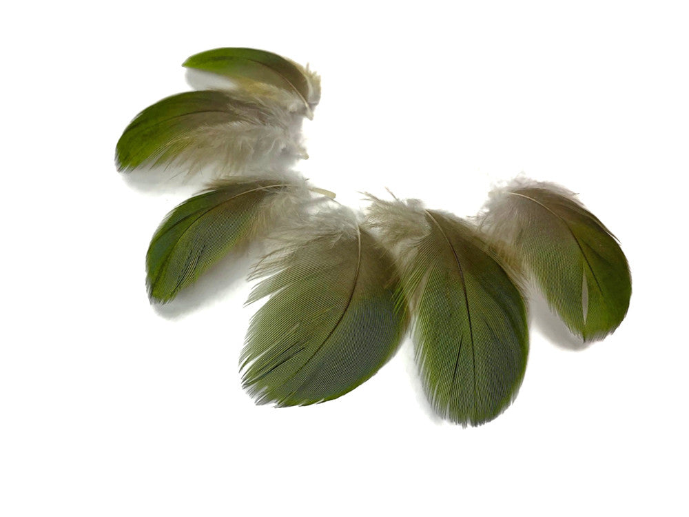 6 Pieces - Small Natural Green Amazon Parrot Body Plumage Feathers