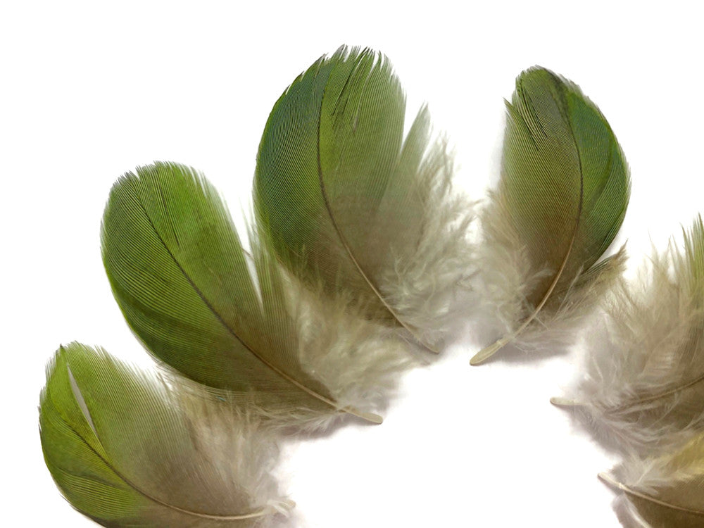 6 Pieces - Small Natural Green Amazon Parrot Body Plumage Feathers