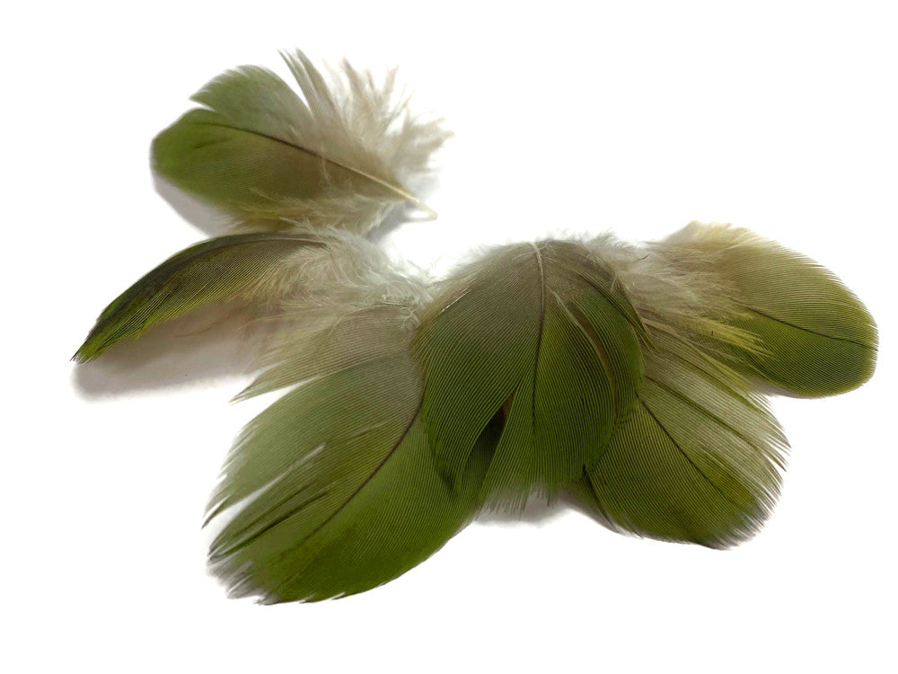 6 Pieces - Small Natural Green Amazon Parrot Body Plumage Feathers