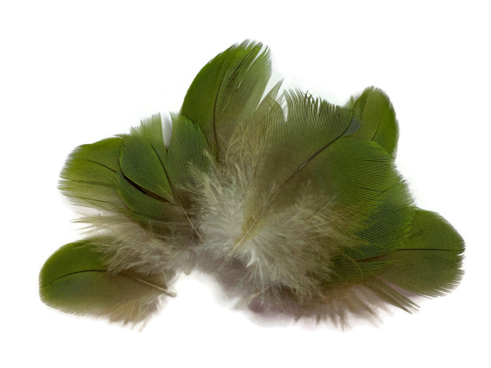 6 Pieces - Small Natural Green Amazon Parrot Body Plumage Feathers