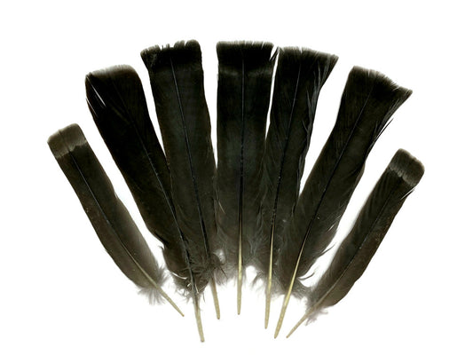 5 Pieces - Black with Gray Ruffed Grouse Tail Feathers