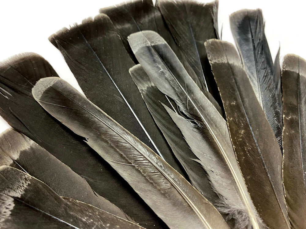 5 Pieces - Black with Gray Ruffed Grouse Tail Feathers