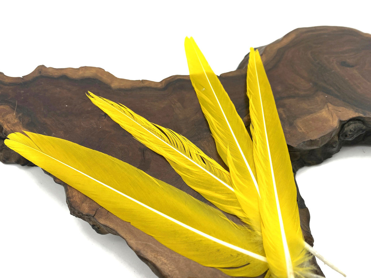 4 Pieces - Natural Neon Yellow Rare Conure Parrot Tail Ethically Sourced Feather