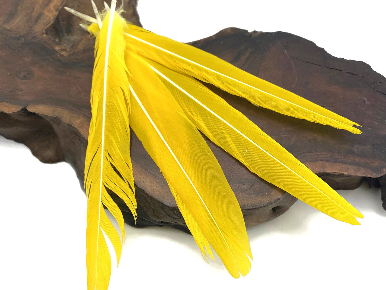 4 Pieces - Natural Neon Yellow Rare Conure Parrot Tail Ethically Sourced Feather