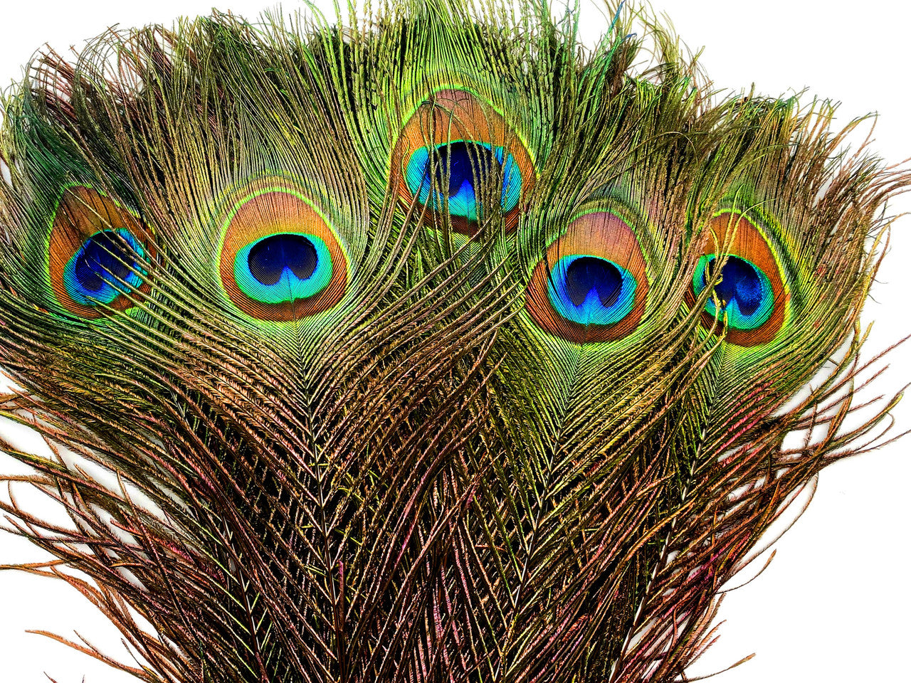 500 Pieces - 10-12" Natural Iridescent Green Peacock Tail Eye Wholesale Feathers (Bulk)