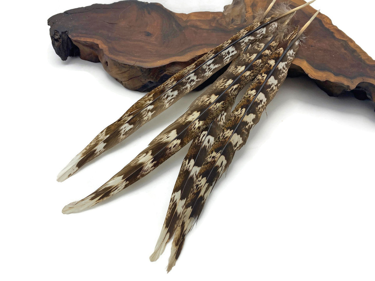 4 Pieces - Natural Brown Unique Pattern Ringneck Tail Feathers