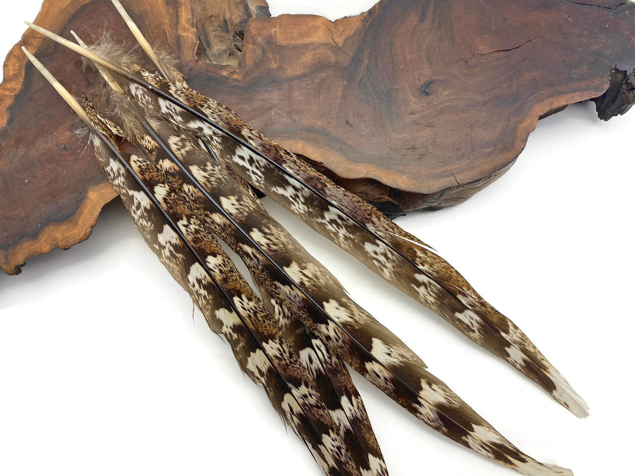 4 Pieces - Natural Brown Unique Pattern Ringneck Tail Feathers