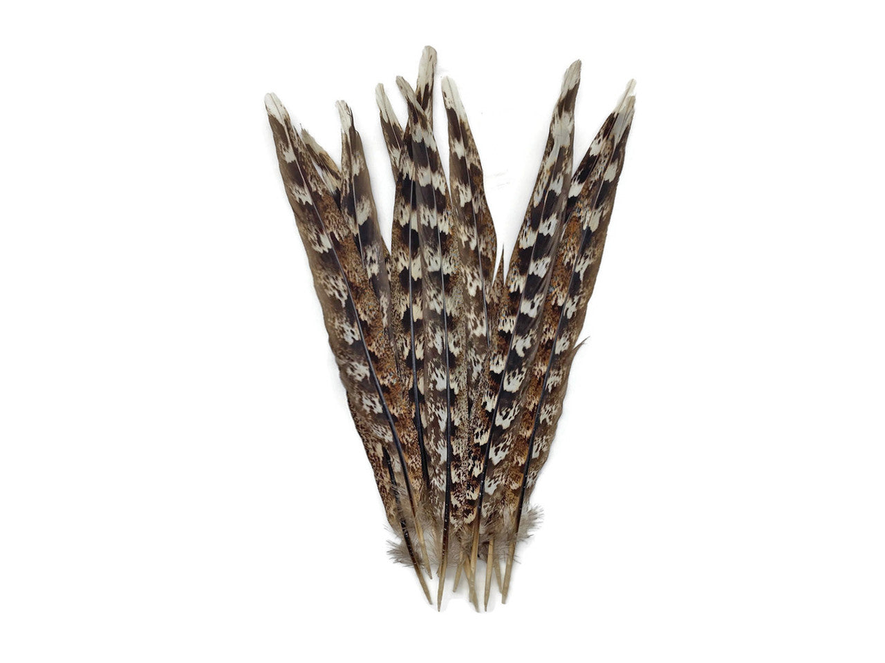 4 Pieces - Natural Brown Unique Pattern Ringneck Tail Feathers