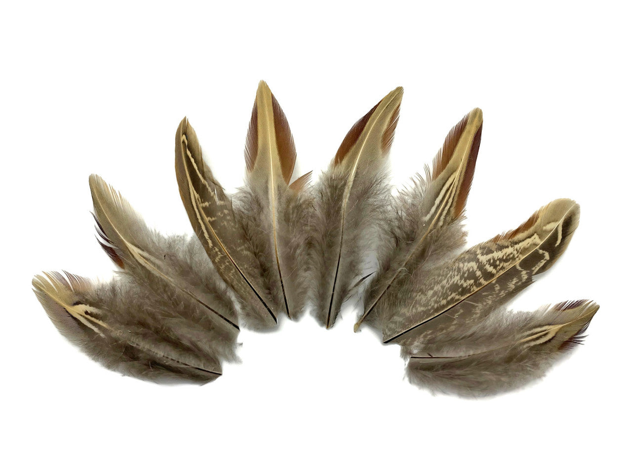 10 pieces - Rare Two Tone Ringneck Body Plumage Feathers