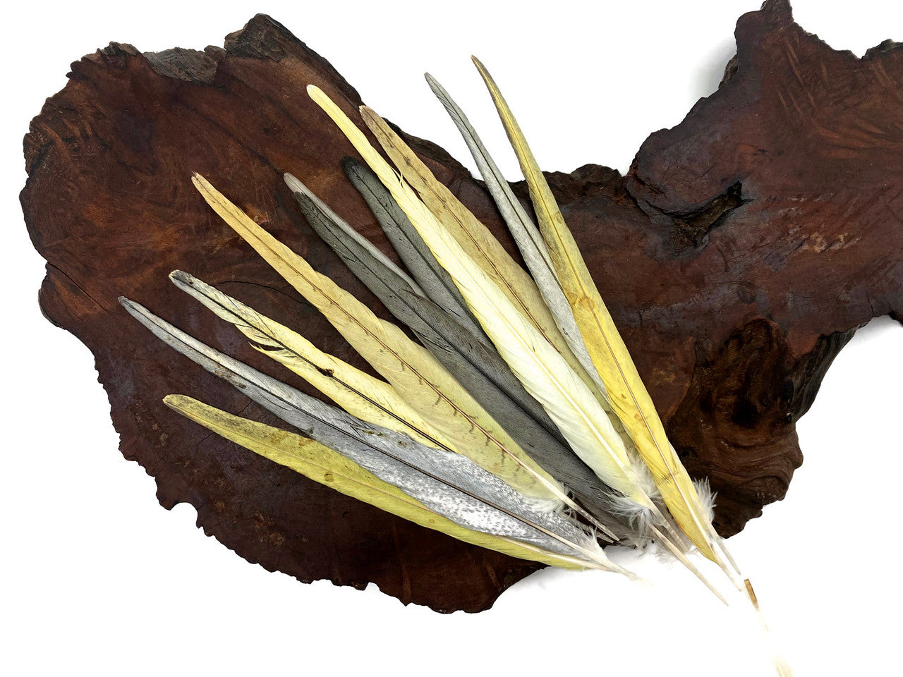 4 Pieces - Multicolor Yellow, Gray, White Cockatiel Tail Ethically Sourced Feather