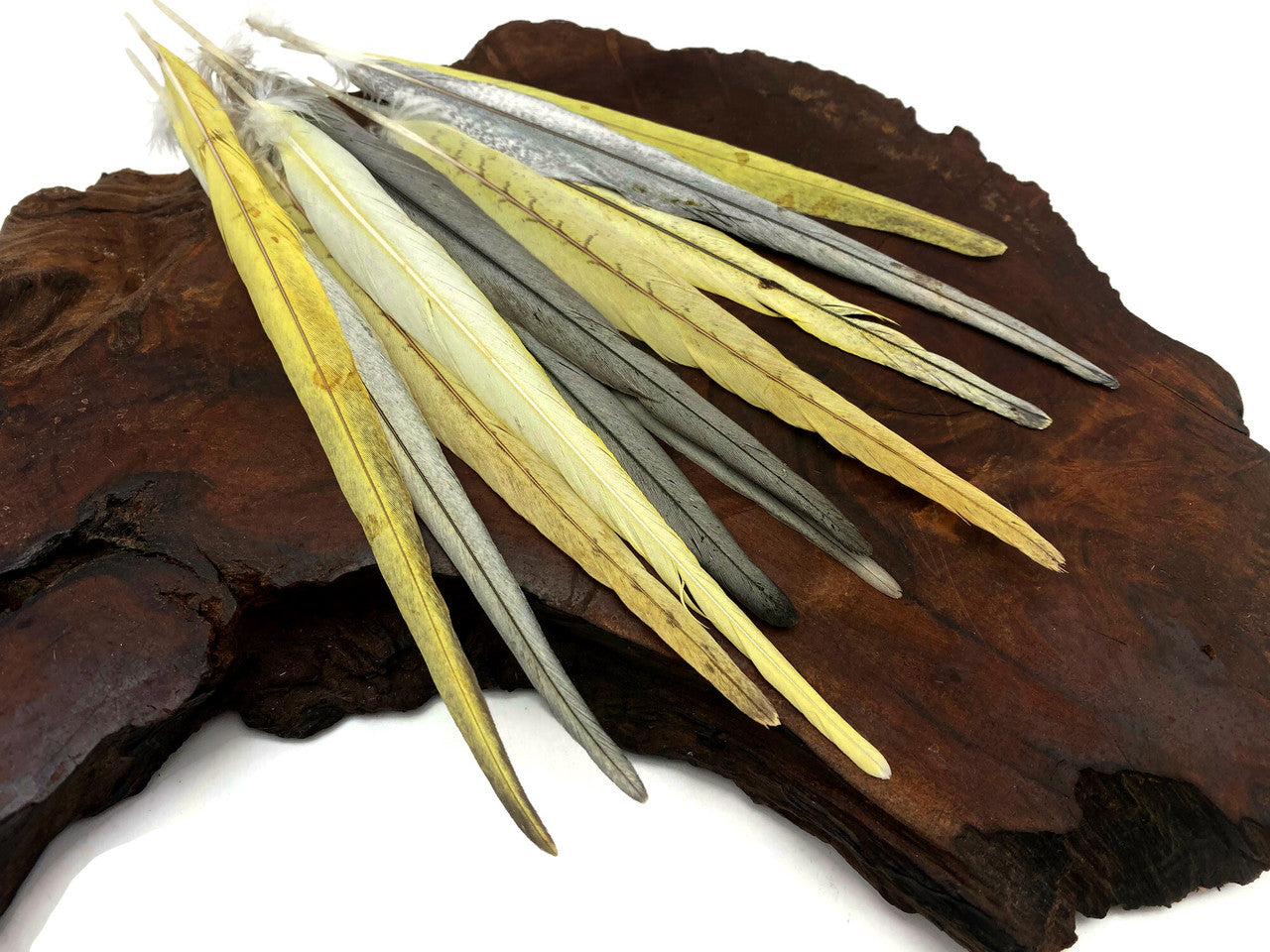 4 Pieces - Multicolor Yellow, Gray, White Cockatiel Tail Ethically Sourced Feather