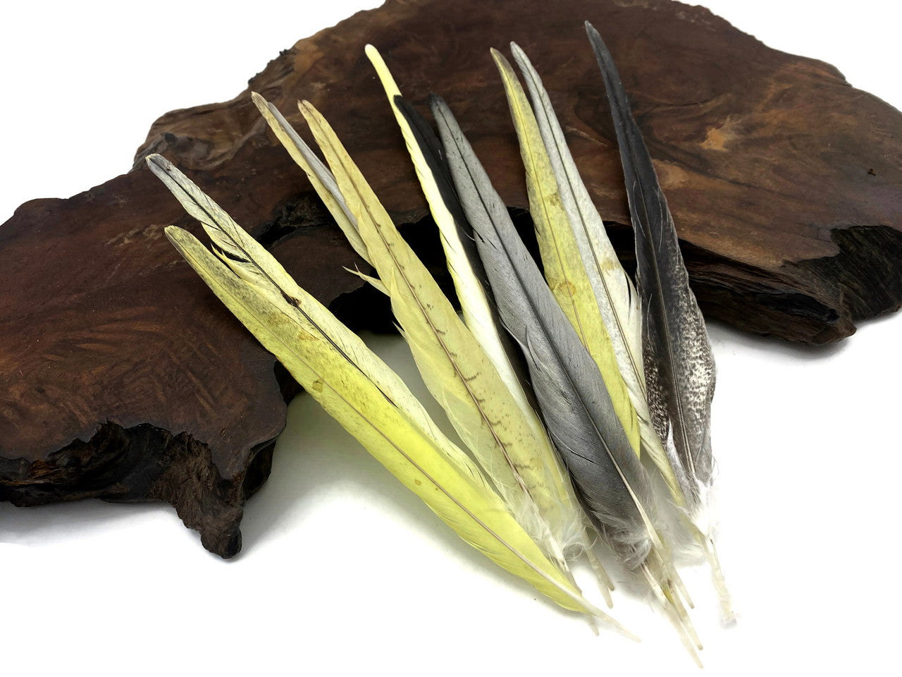 4 Pieces - Multicolor Yellow, Gray, White Cockatiel Tail Ethically Sourced Feather