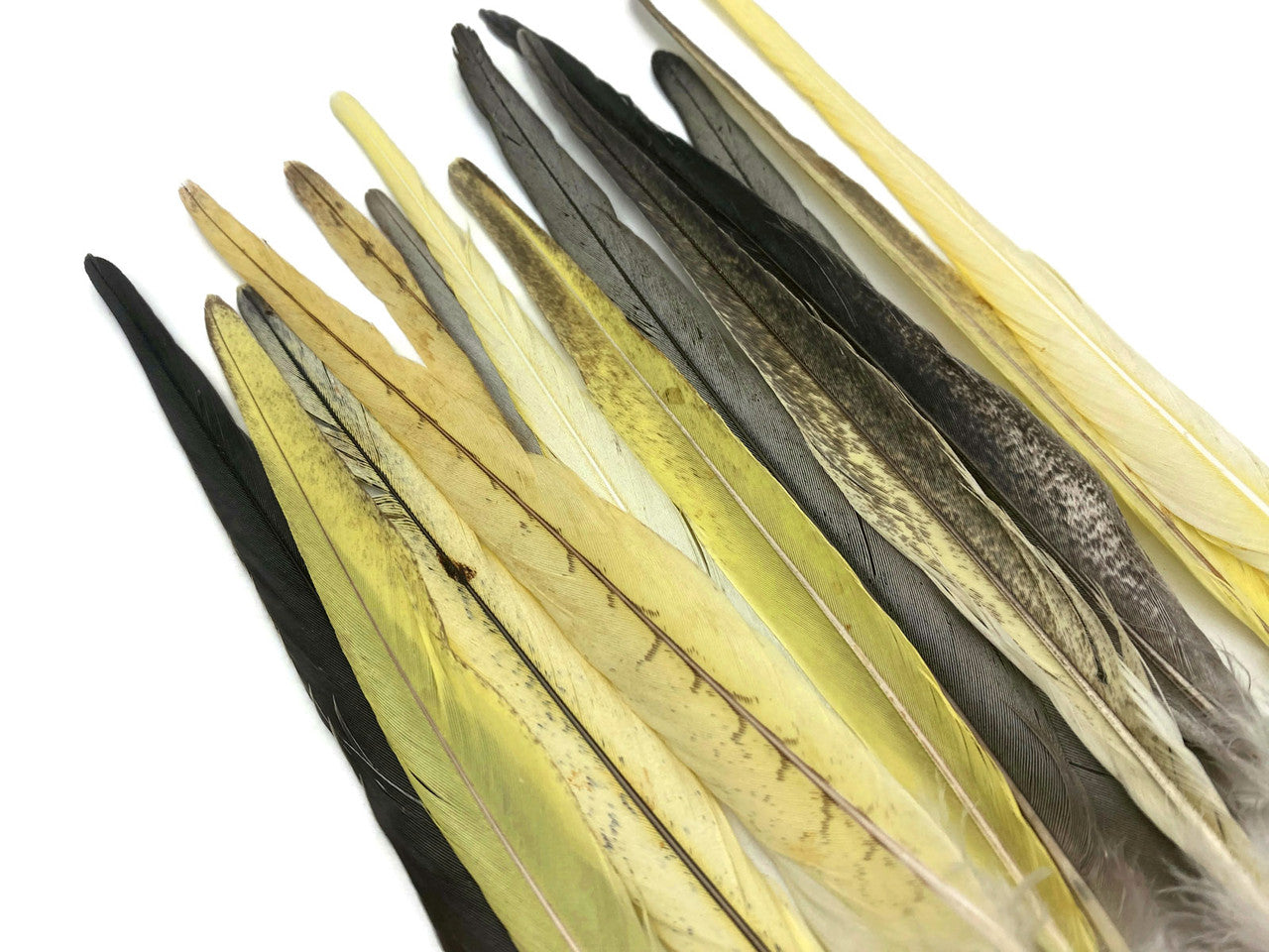 4 Pieces - Multicolor Yellow, Gray, White Cockatiel Tail Ethically Sourced Feather