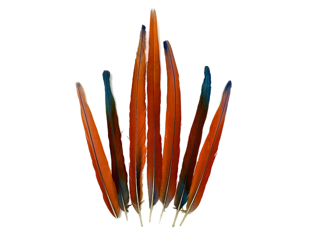 Set of 7 Tails Feathers - 18 - 24" Iridescent Scarlet Macaw Long Tail Feather Set - Rare-