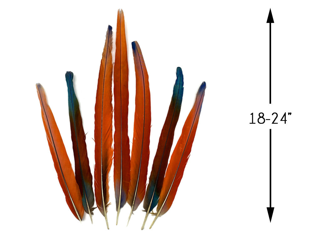 Set of 7 Tails Feathers - 18 - 24" Iridescent Scarlet Macaw Long Tail Feather Set - Rare-