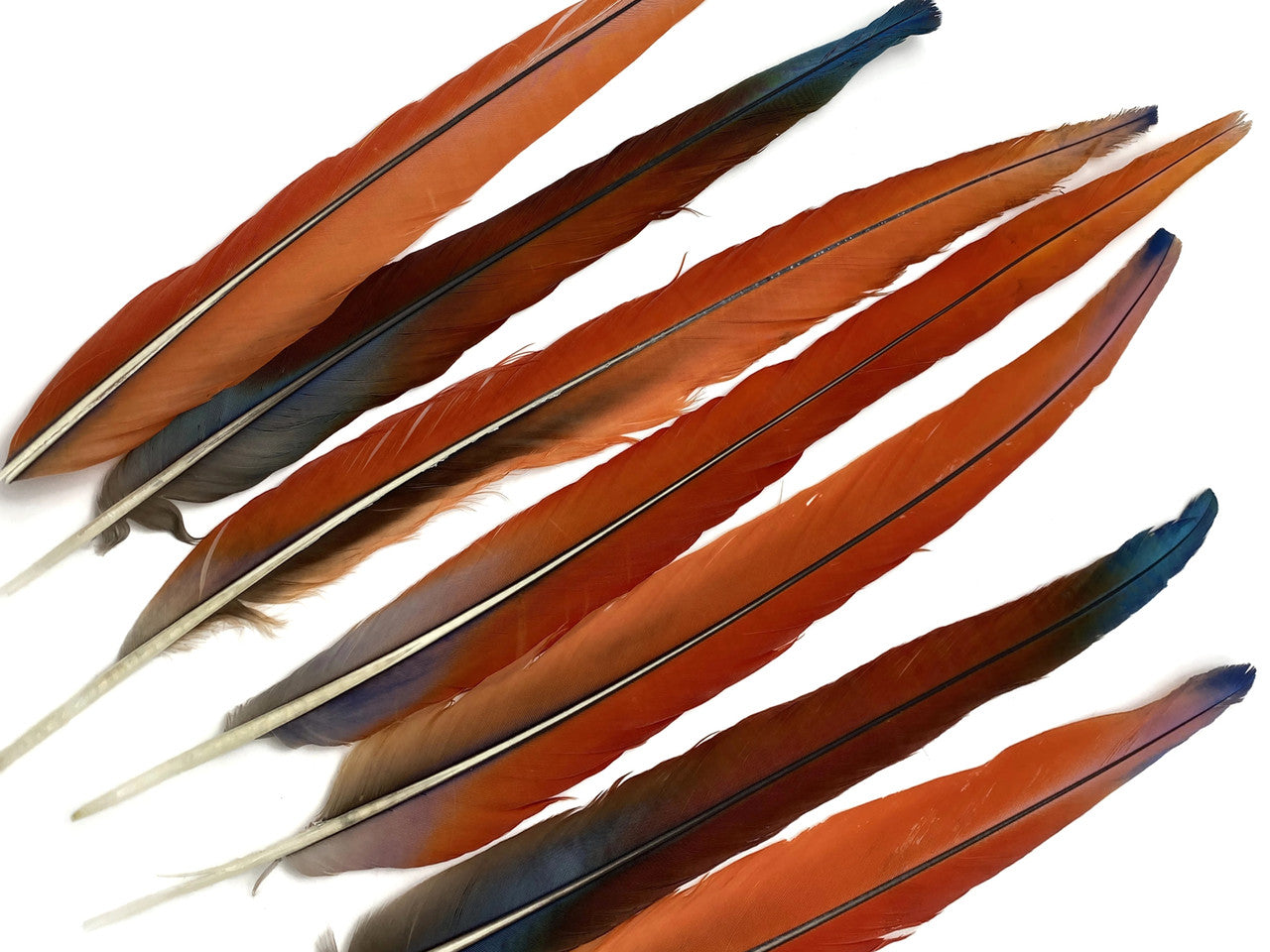 Set of 7 Tails Feathers - 18 - 24" Iridescent Scarlet Macaw Long Tail Feather Set - Rare-