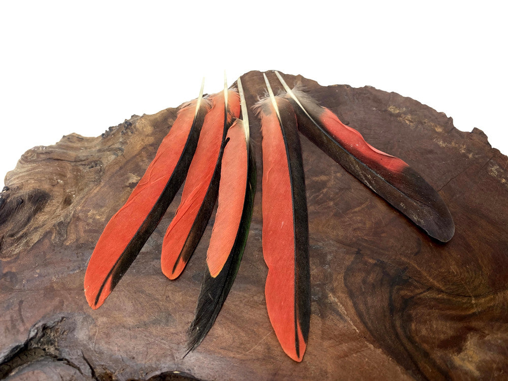 4 Pieces - Red & Black Parrot Wing Feathers - Ethically Sourced and Rare-