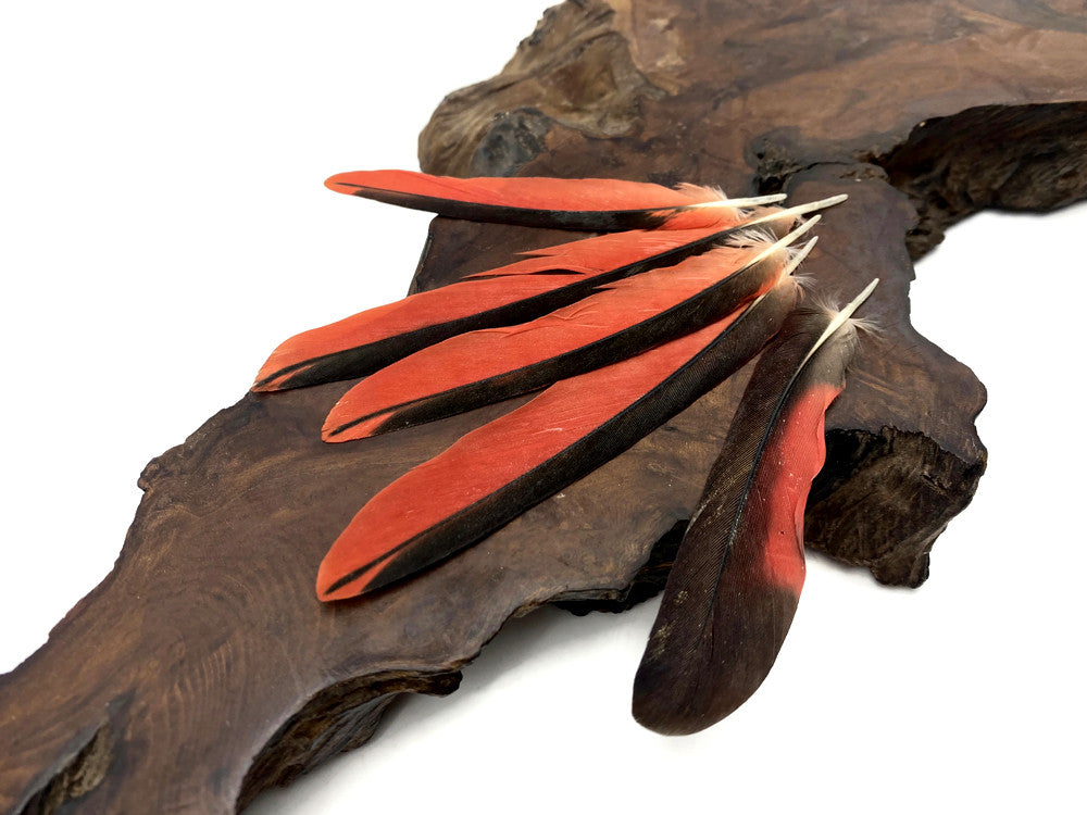 4 Pieces - Red & Black Parrot Wing Feathers - Ethically Sourced and Rare-