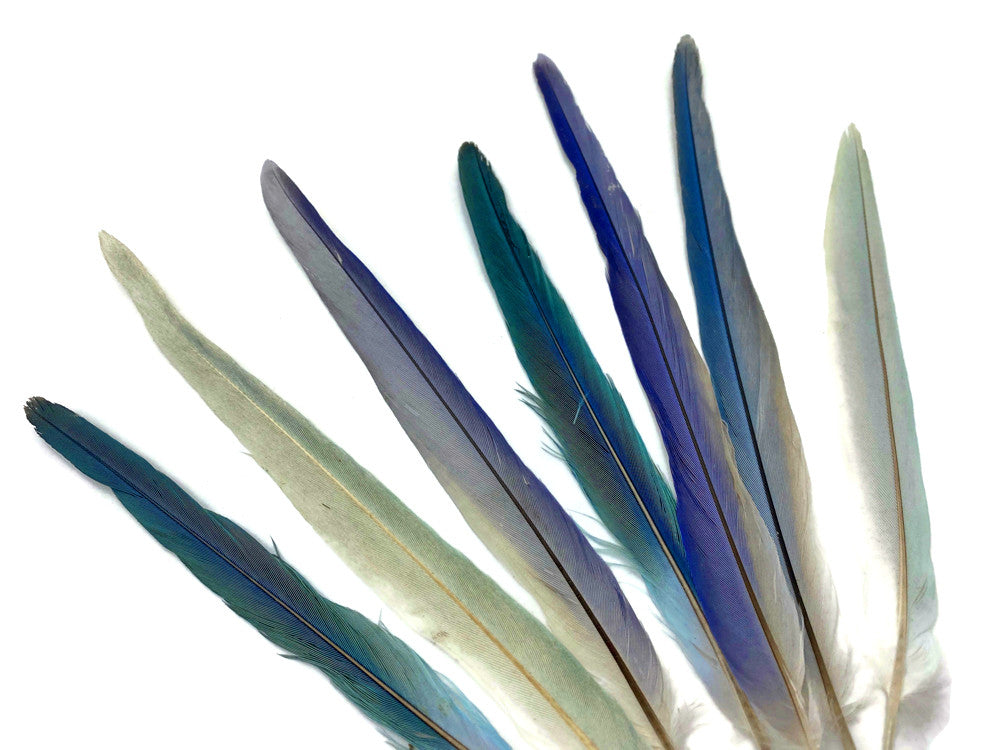 4 Pieces - Light Blue Mix Cockatiel Tail Ethically Sourced Feather