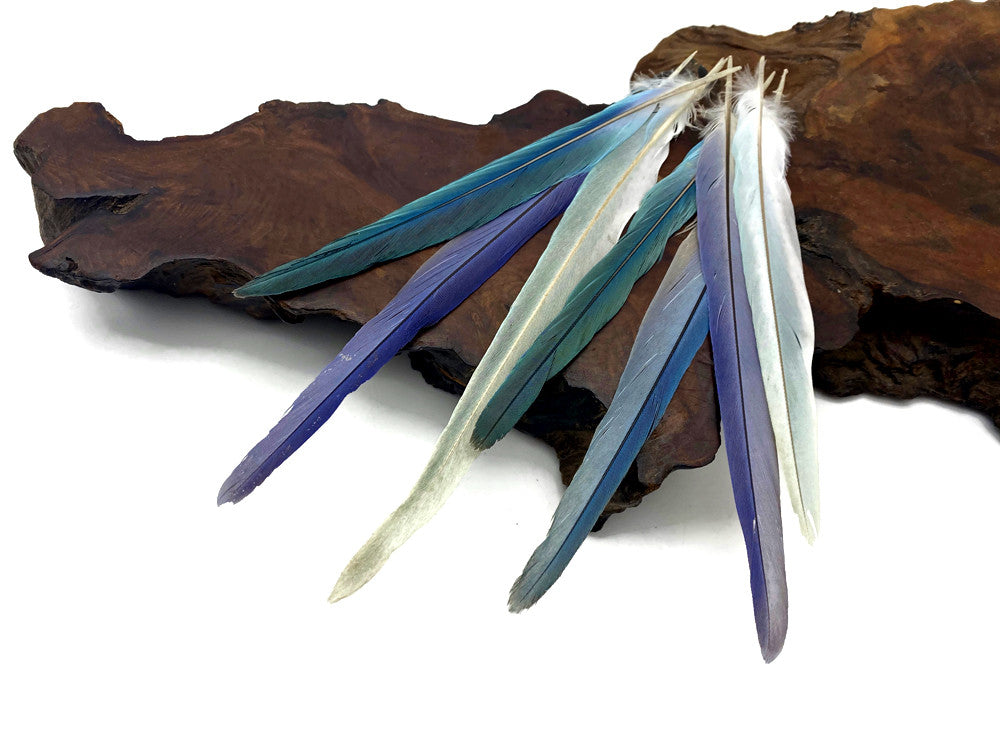 4 Pieces - Light Blue Mix Cockatiel Tail Ethically Sourced Feather