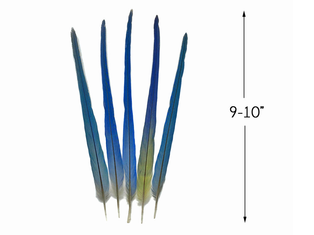 Set of 5 - Rare Robin's Egg Blue Pointy Conure Parrot Tail Feathers -Rare-