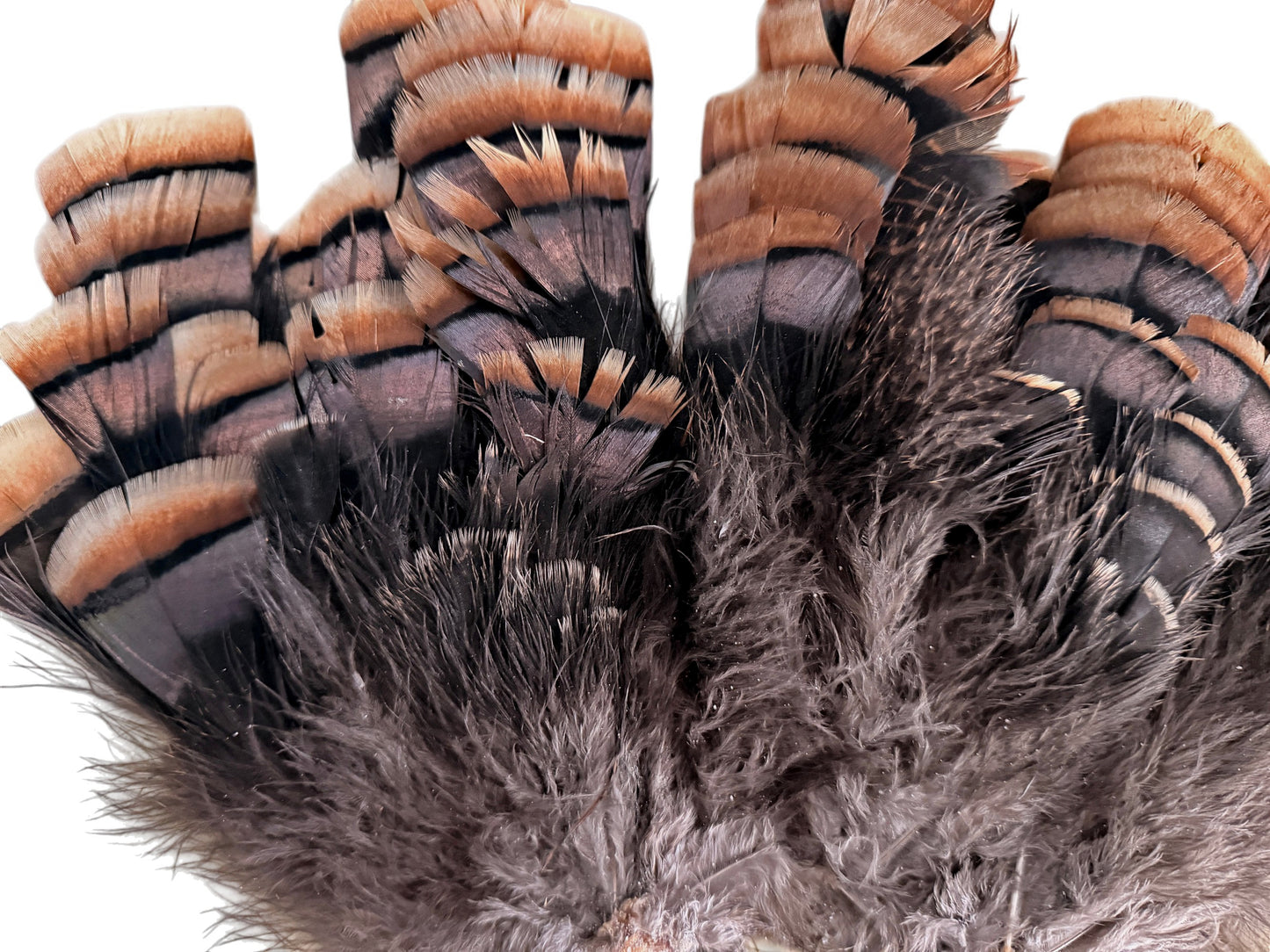 1 Set - Natural Brown Bronze Merriam Small Wild Turkey Tail Feather Clump