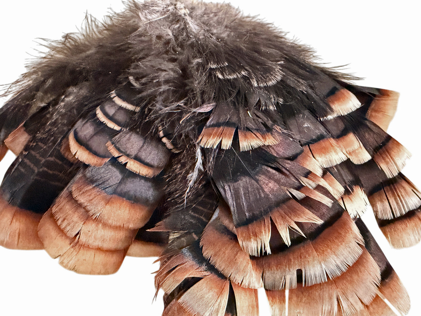 1 Set - Natural Brown Bronze Merriam Small Wild Turkey Tail Feather Clump