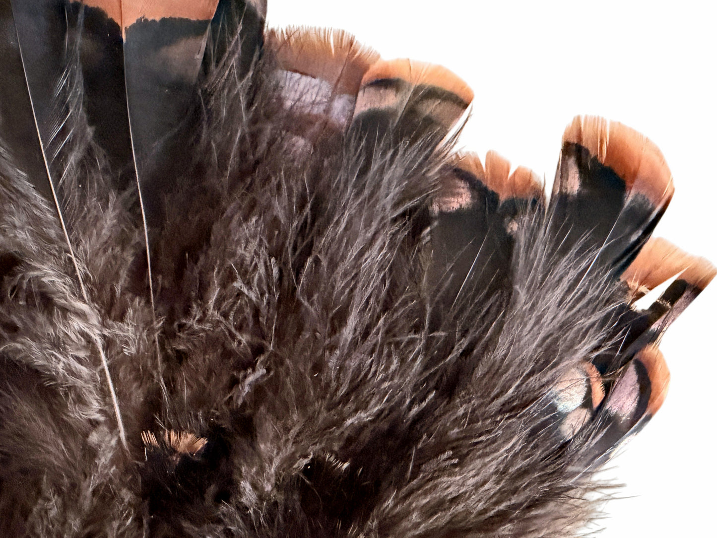 1 Set - Natural Brown Bronze Merriam Small Wild Turkey Tail Feather Clump