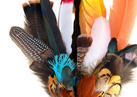 Collection 63 - Mix Random Exotic Feather Sample Pack (Bulk)